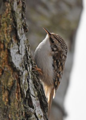 Treecreeper