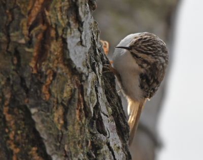 Treecreeper
