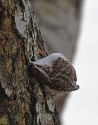 Treecreeper