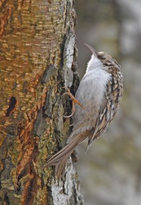 Treecreeper