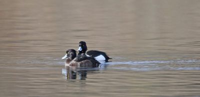 Tufted Duck