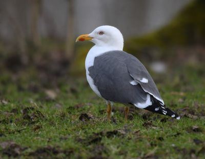 Lesser Black-backed Gull