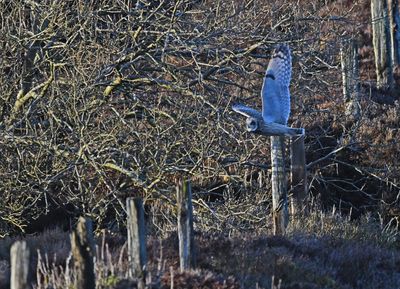 Short-eared Owl