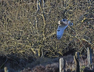 Short-eared Owl