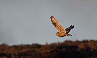 Short-eared Owl