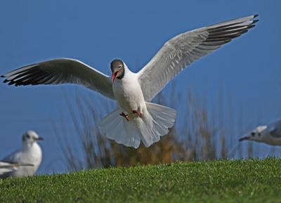 Black-headed Gull