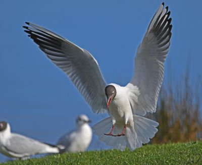 Black-headed Gull