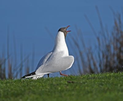 Black-headed Gull