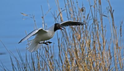 Black-headed Gull