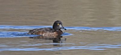 Tufted Duck