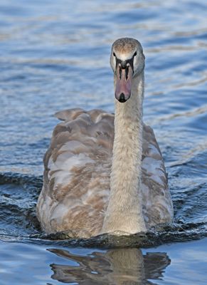 Mute Swan