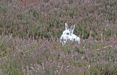 Mountain Hare