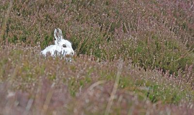 Mountain Hare