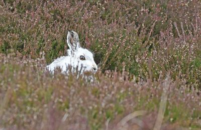 Mountain Hare