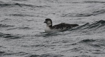 Great Northern Diver