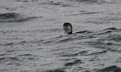 Great Northern Diver