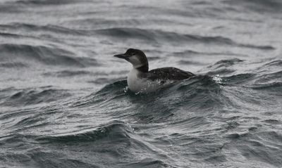 Great Northern Diver