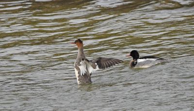 Red-breasted Merganser
