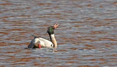 Red-breasted Merganser