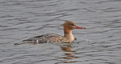 Red-breasted Merganser