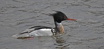 Red-breasted Merganser