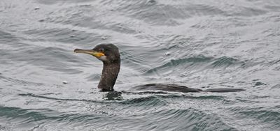 Shag