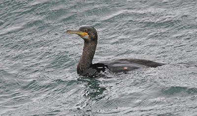 Shag