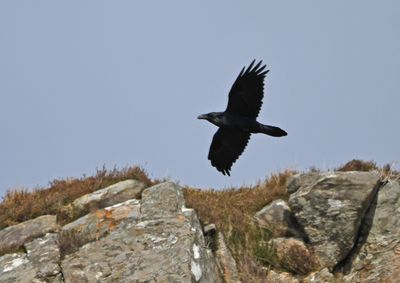 Raven