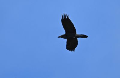Raven