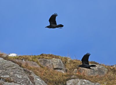 Raven
