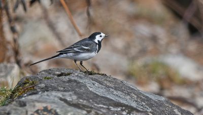 Pied Wagtail