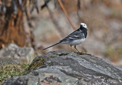 Pied Wagtail
