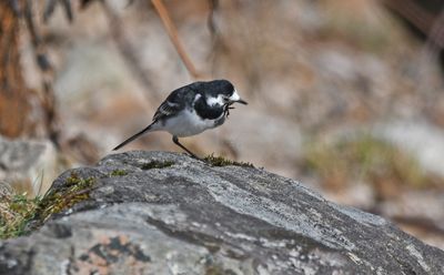 Pied Wagtail
