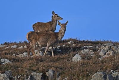 Red Deer