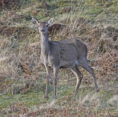 Red Deer