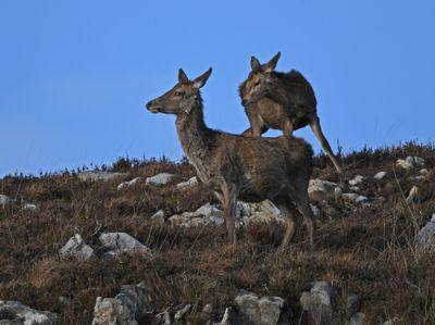 Red Deer