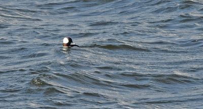 Bufflehead