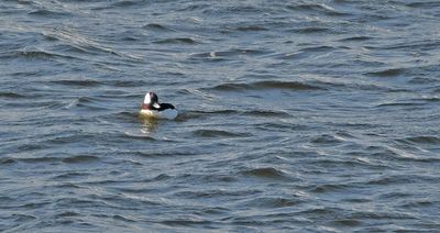 Bufflehead