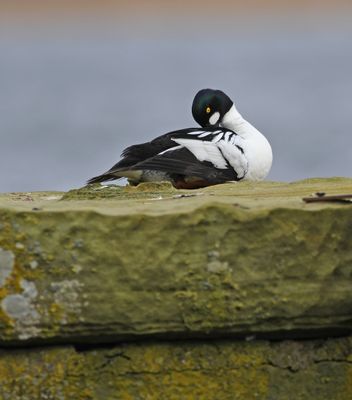Goldeneye