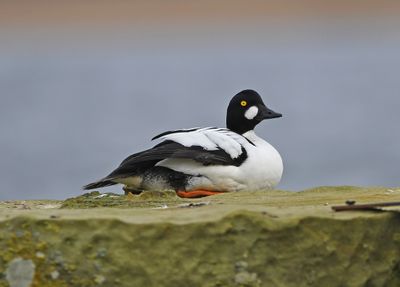 Goldeneye