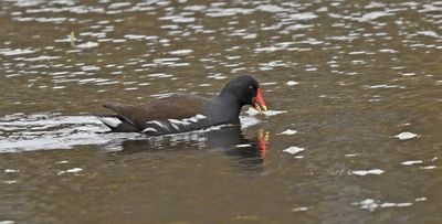 Moorhen