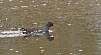 Moorhen
