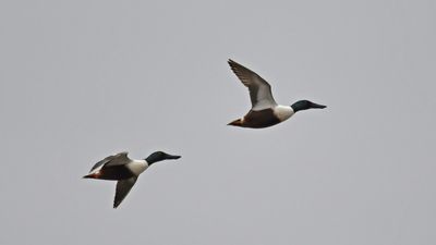 Shoveler