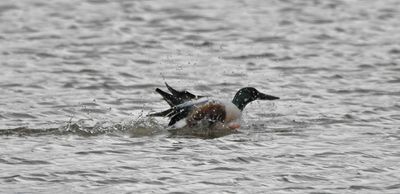 Shoveler