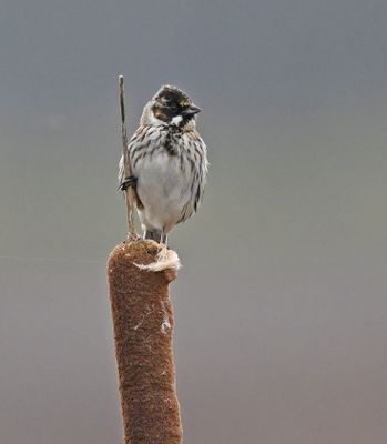 Reed Bunting