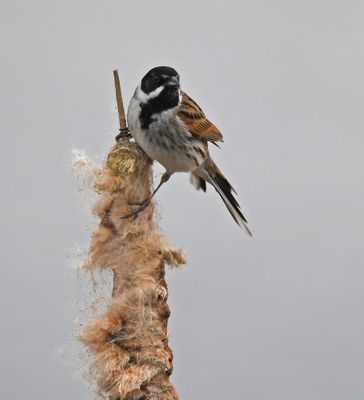Reed Bunting