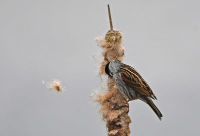Reed Bunting
