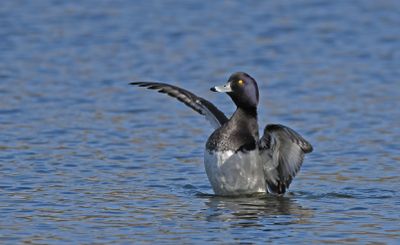 Tufted Duck