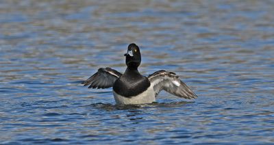 Tufted Duck