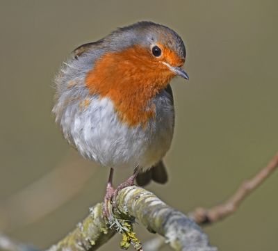 Robin